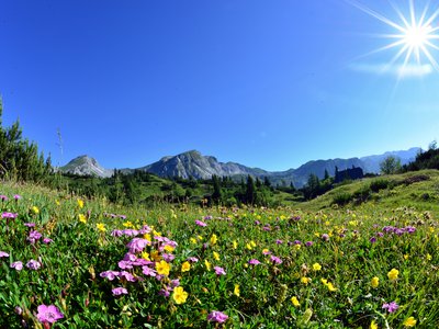 Böhlerstern: das Hotel in Kapfenberg für Seminare und Veranstaltungen Blumenwiese in den Bergen unter strahlend blauem Himmel und Sonnenschein